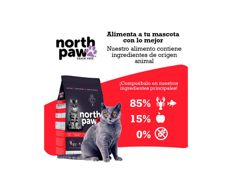 North-Paw-Gato-Langosta-02