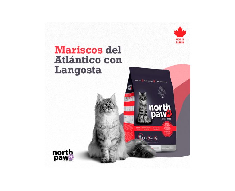 North-Paw-Gato-Langosta-03