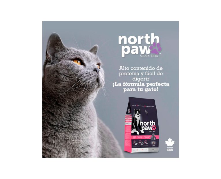 North-Paw-Gato-Todas-Las-Edades-02