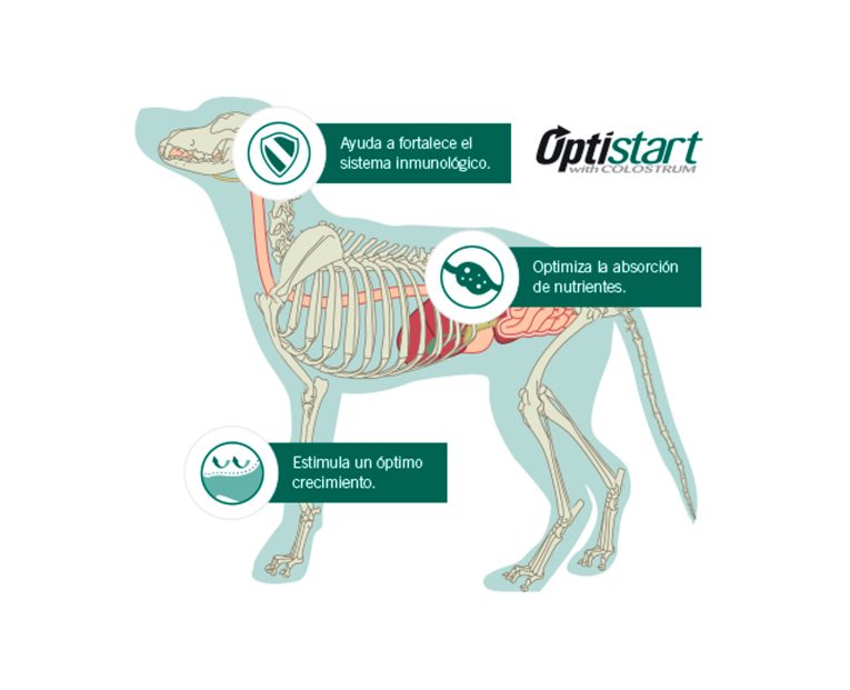 Proplan-Puppy-Complete-Raza-Mediana-03