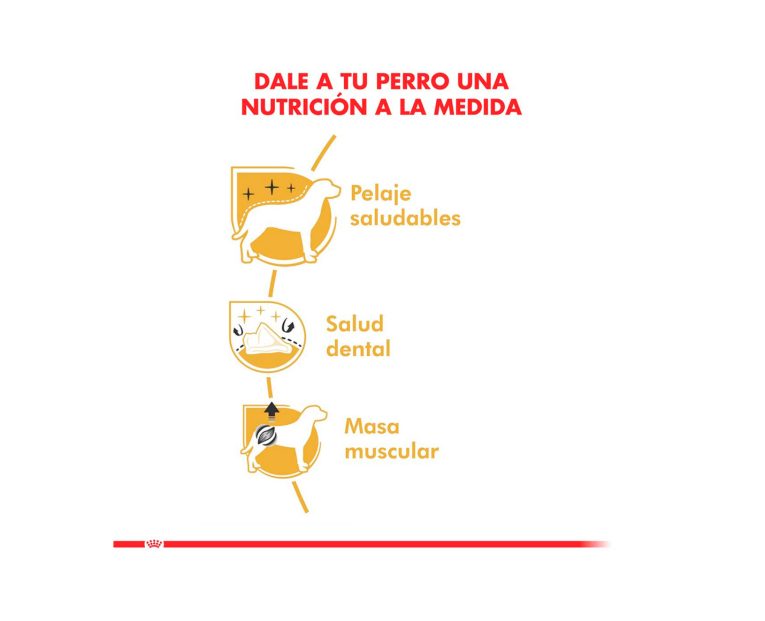 Royal-Canin-Poodle-Adulto-03