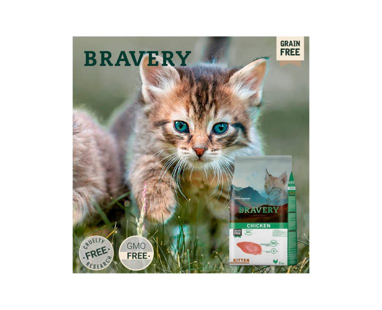Bravery-Chicken-Kitten-02