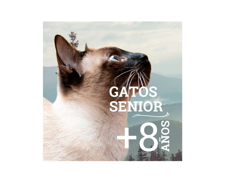 Bravery-Senior-Cat-Herring-02