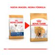 Royal-Canin-Bulldog-Frances-Adulto-02