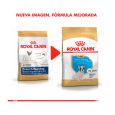 Royal-Canin-Bulldog-Frances-Puppy-02