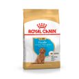 Royal-Canin-Poodle-Puppy-01