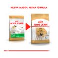 Royal-Canin-Pug-Adulto-02