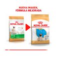 Royal-Canin-Pug-Puppy-02