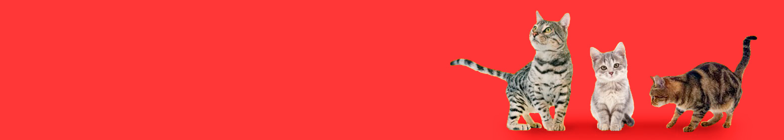 banner-inicio-gato-02