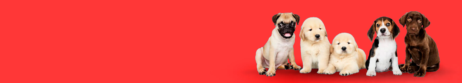 banner-inicio-perro-01